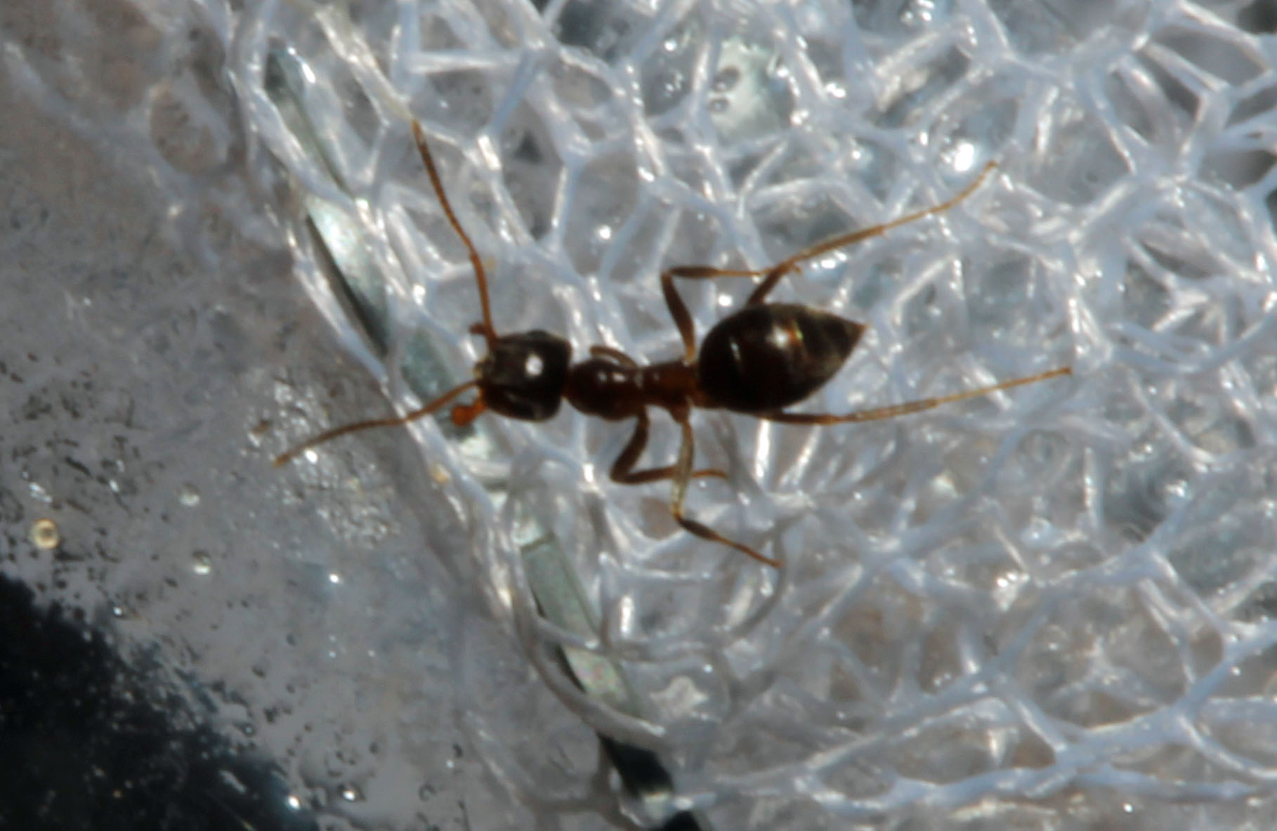 Lasius sp. (emarginatus?)